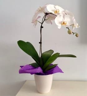 HF04