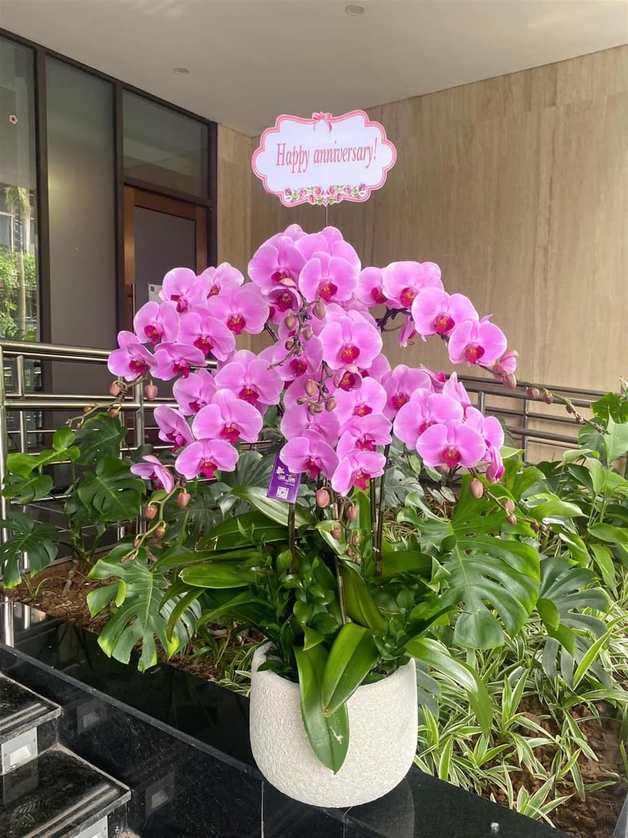 Chậu hoa lan hồ điệp màu tím tại Hồ Chí Minh - HĐ113