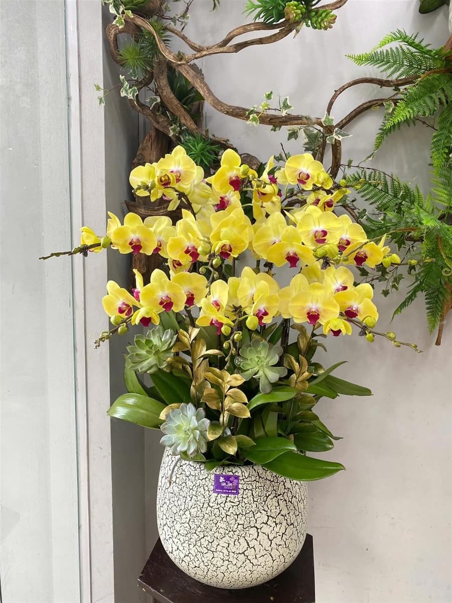 Chậu hoa lan hồ điệp màu vàng - HĐ115