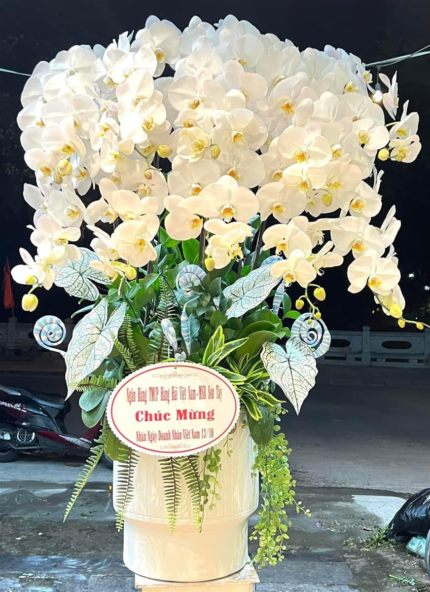 Chậu lan hồ điệp trắng Vip tại Hồ Chí Minh - HĐ107