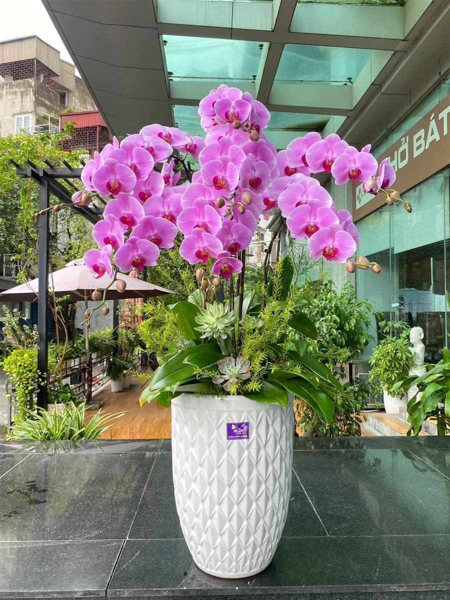 Chậu hoa lan hồ điệp tím tại Hồ Chí Minh - HĐ114