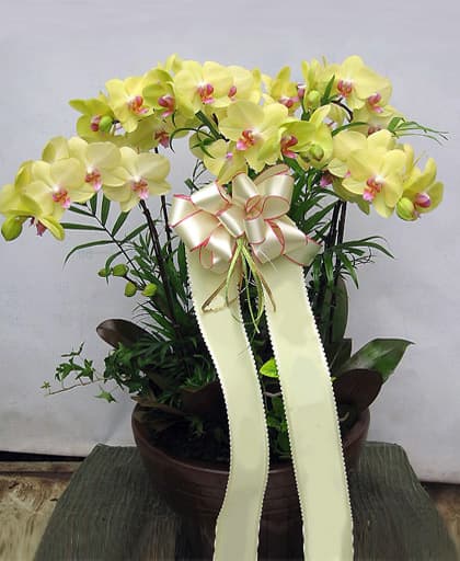 Bình hoa lan hồ điệp vàng giao ở Hồ Chí Minh - HM11