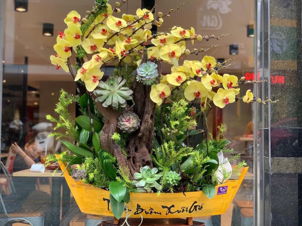 Chậu hoa lan hồ điệp hình con thuyền tại Hồ Chí Minh - HĐ103