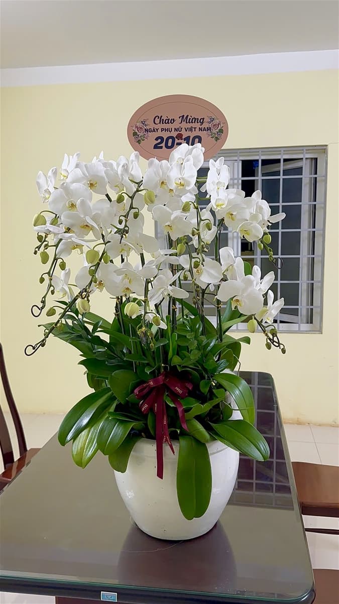 Chậu hoa lan hồ điệp trắng tại Hồ Chí Minh - LĐ101