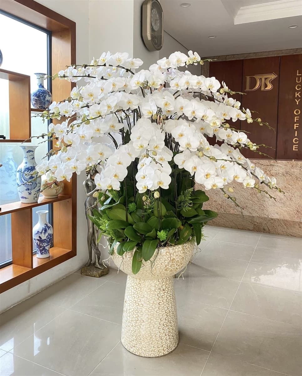 Chậu lan hồ điệp trắng Vip 60 cây giao tại Hồ Chí Minh - HĐ110.20T