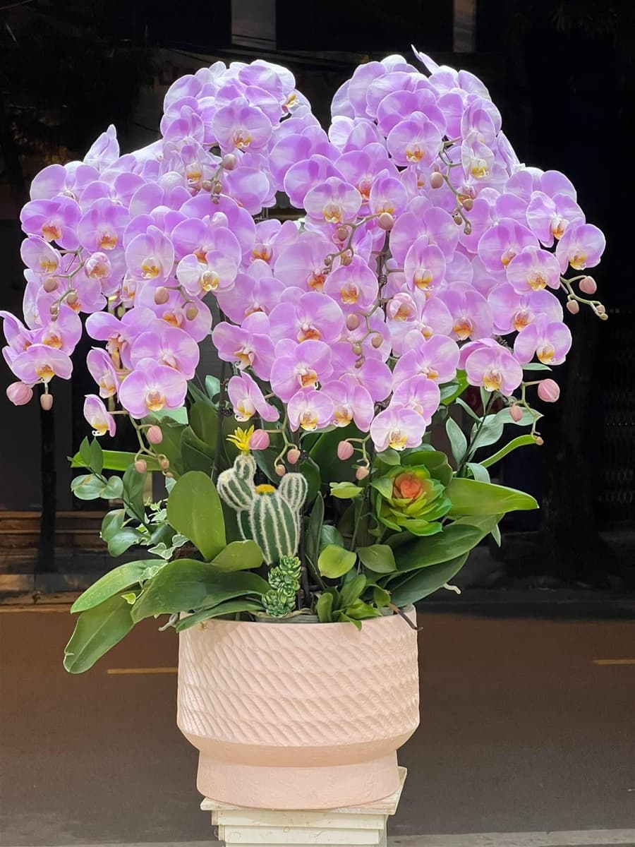 Chậu lan hồ điệp màu hồng tím nhạt - HĐ104